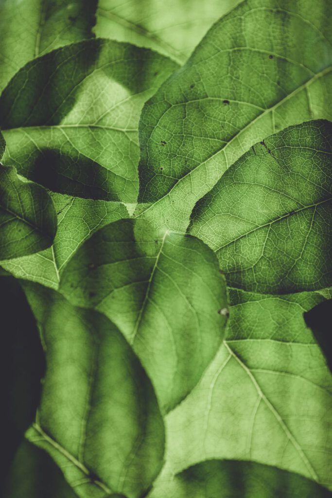 Physio Impuls Grüne Blätter